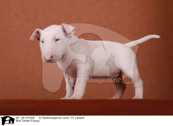 Bull Terrier Puppy / HL-01448