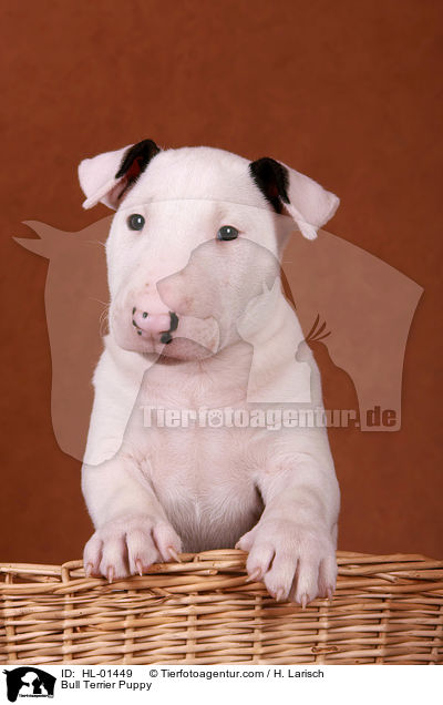 Bull Terrier Puppy / HL-01449