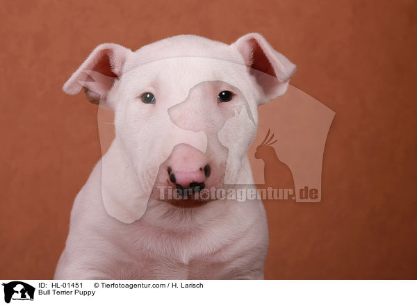 Bull Terrier Puppy / HL-01451