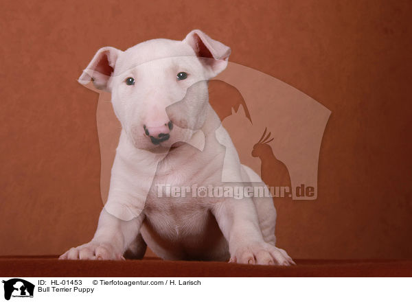 Bull Terrier Puppy / HL-01453