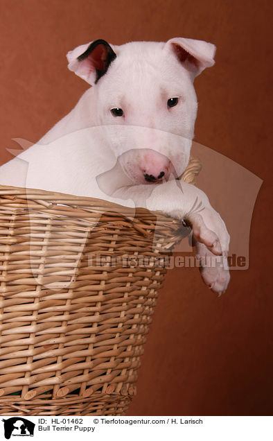 Bull Terrier Puppy / HL-01462