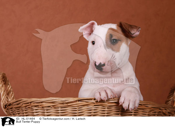 Bull Terrier Puppy / HL-01464