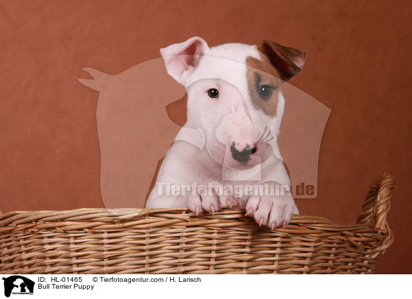 Bull Terrier Puppy / HL-01465