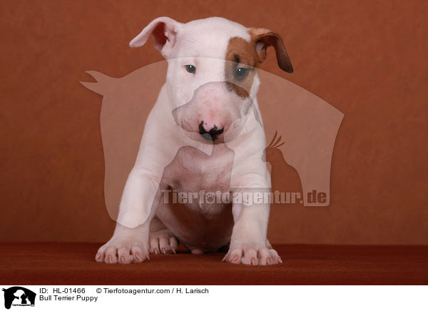 Bull Terrier Puppy / HL-01466