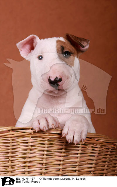 Bull Terrier Puppy / HL-01467