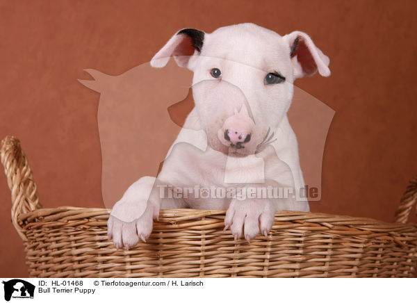 Bull Terrier Puppy / HL-01468