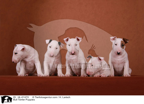 Bull Terrier Puppies / HL-01470