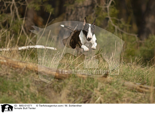 female Bull Terrier / MIS-01071