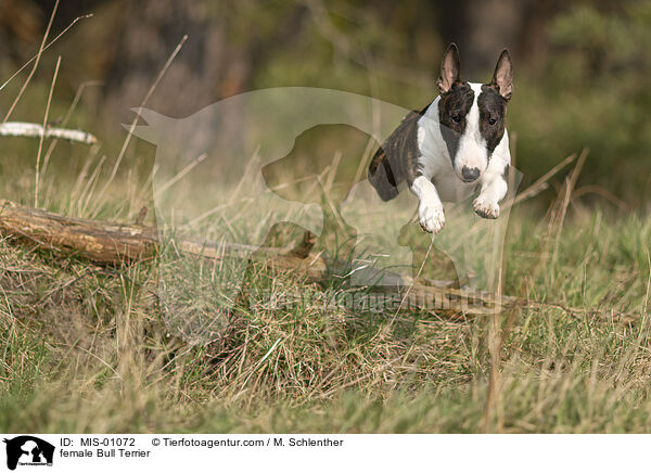 female Bull Terrier / MIS-01072