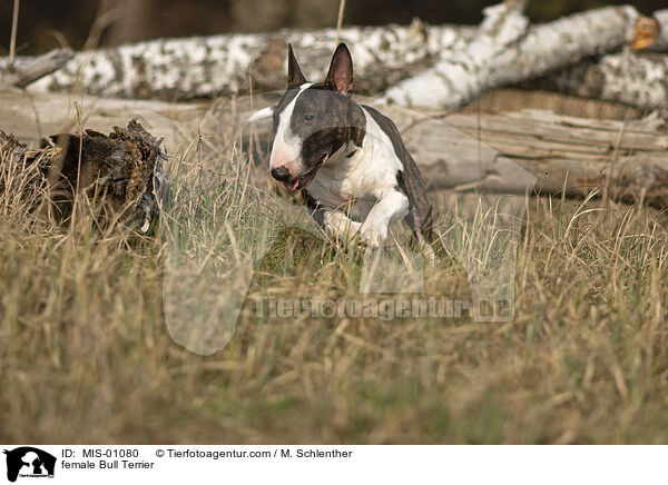female Bull Terrier / MIS-01080