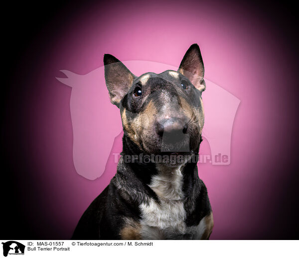 Bull Terrier Portrait / MAS-01557