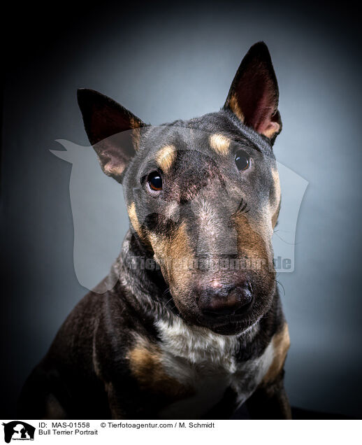 Bull Terrier Portrait / MAS-01558