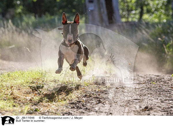 Bull Terrier in summer / JM-11646