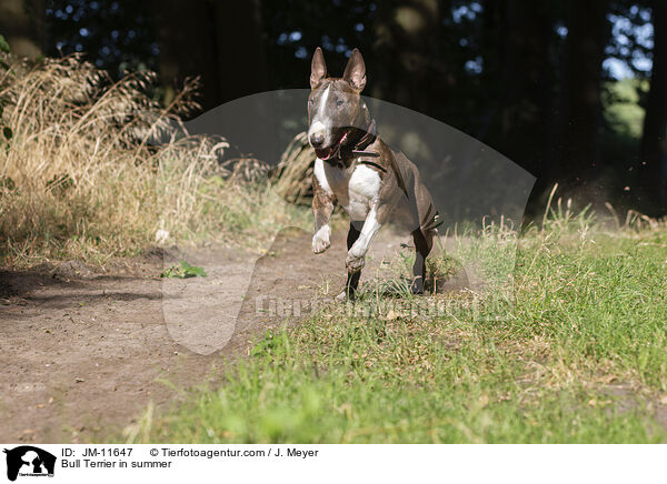 Bull Terrier in summer / JM-11647