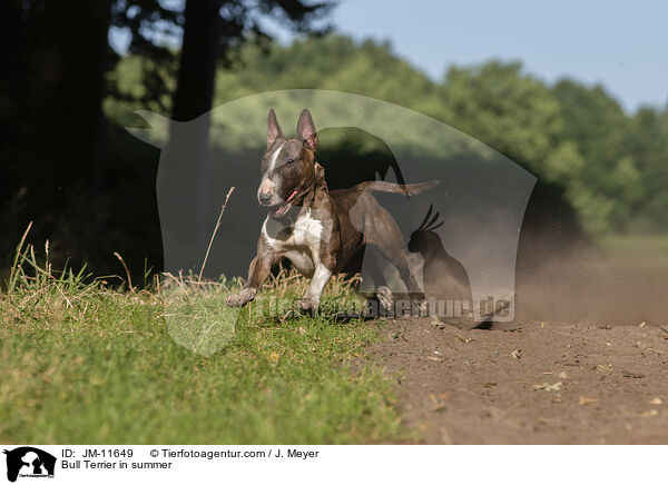 Bull Terrier in summer / JM-11649