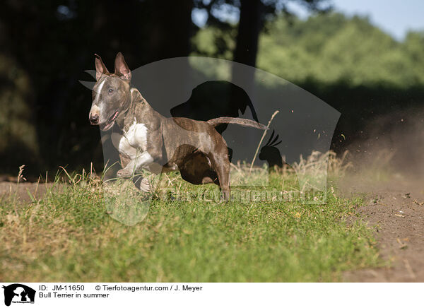 Bull Terrier in summer / JM-11650
