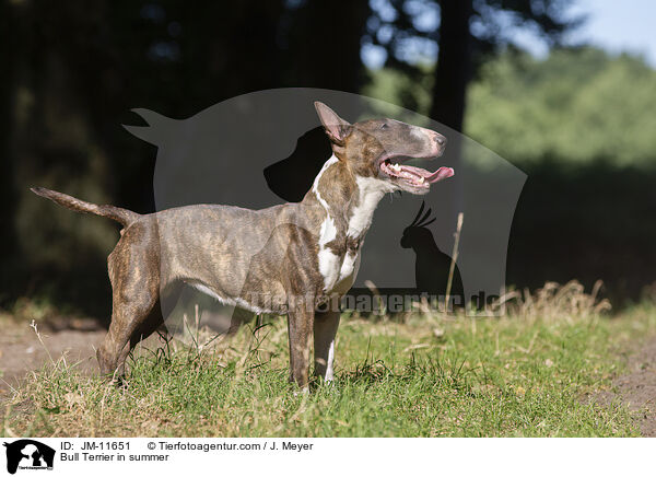 Bull Terrier in summer / JM-11651
