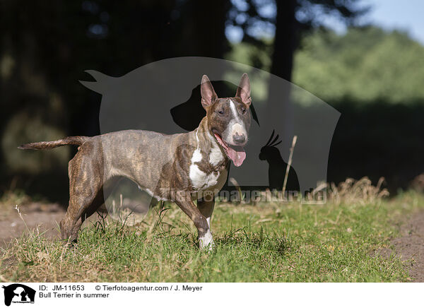 Bull Terrier in summer / JM-11653