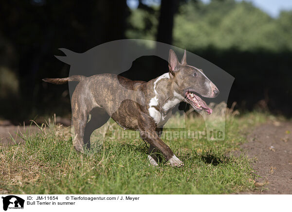 Bull Terrier in summer / JM-11654