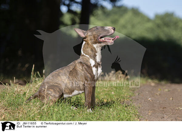 Bull Terrier in summer / JM-11655
