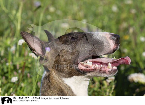Bull Terrier in summer / JM-11657