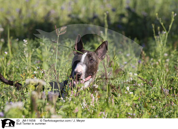 Bull Terrier in summer / JM-11658
