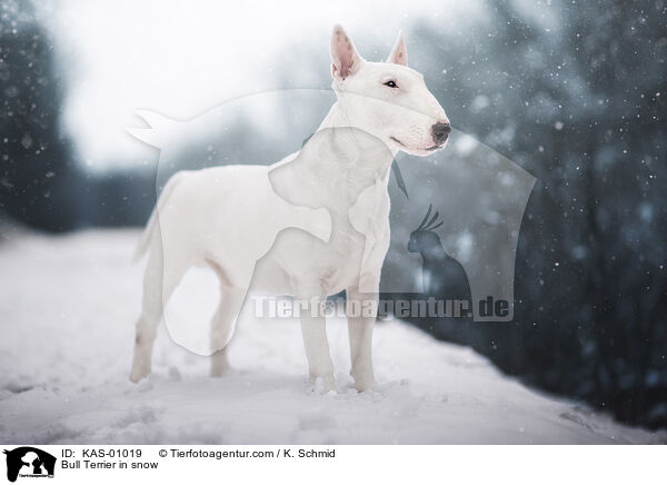 Bullterrier im Schnee / Bull Terrier in snow / KAS-01019