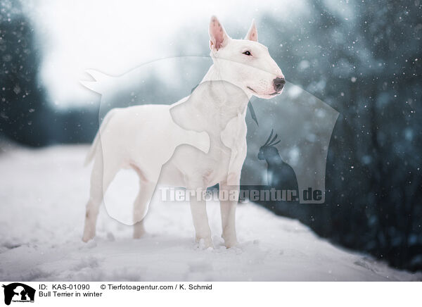 Bullterrier im Winter / Bull Terrier in winter / KAS-01090