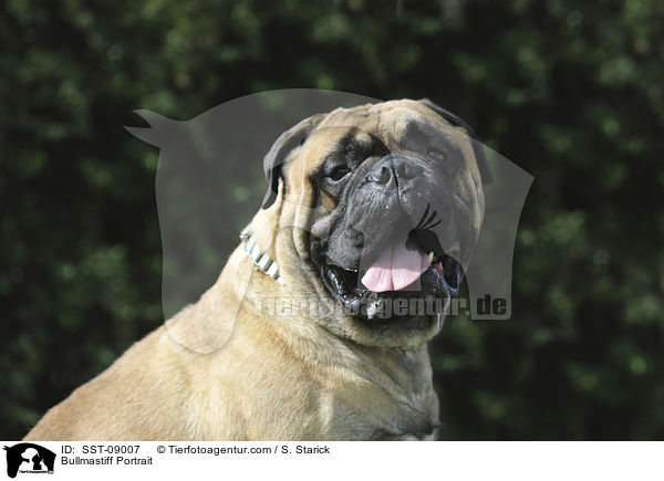 Bullmastiff Portrait / SST-09007