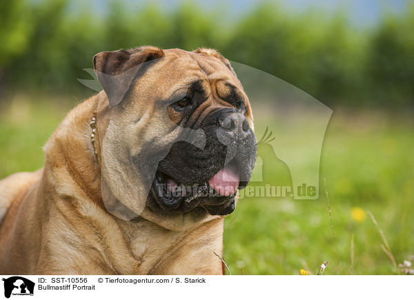 Bullmastiff Portrait / Bullmastiff Portrait / SST-10556