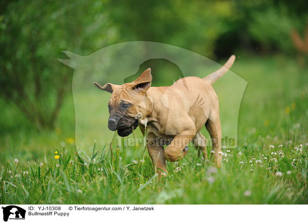 Bullmastiff Welpe / Bullmastiff Puppy / YJ-10308