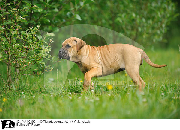 Bullmastiff Welpe / Bullmastiff Puppy / YJ-10309