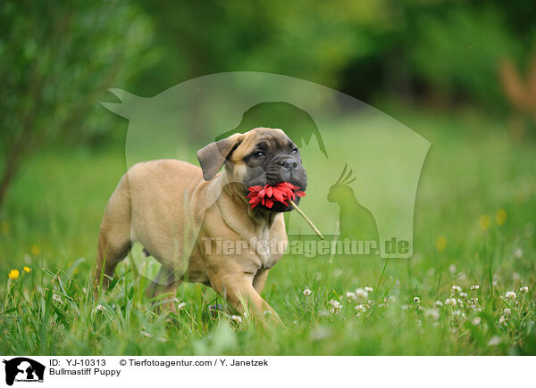 Bullmastiff Puppy / YJ-10313