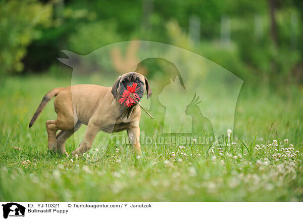 Bullmastiff Puppy / YJ-10321