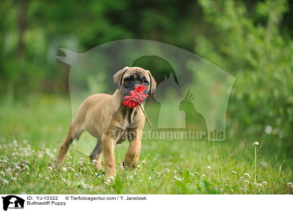 Bullmastiff Puppy / YJ-10322