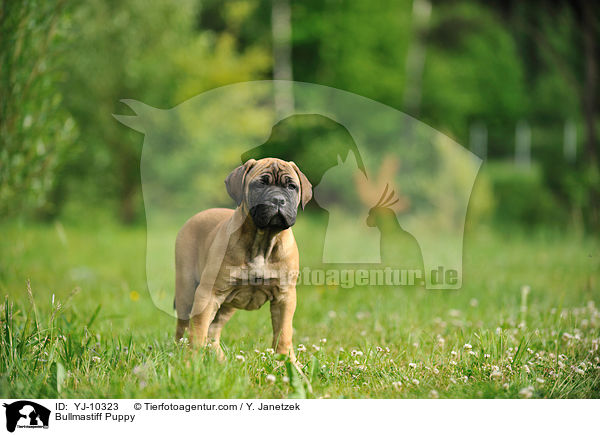 Bullmastiff Puppy / YJ-10323