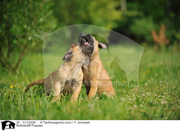 Bullmastiff Puppies / YJ-10326