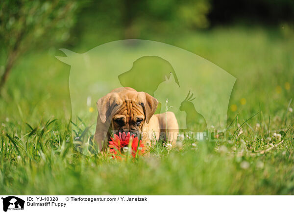 Bullmastiff Welpe / Bullmastiff Puppy / YJ-10328