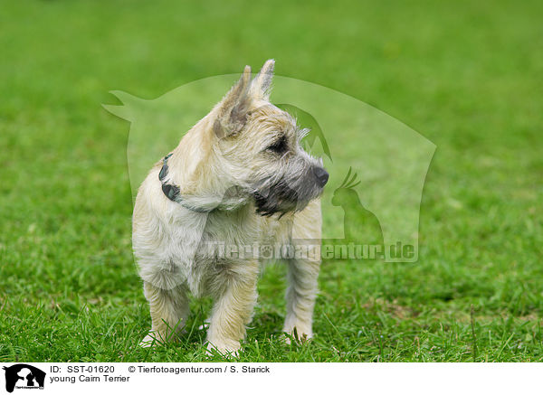 young Cairn Terrier / SST-01620