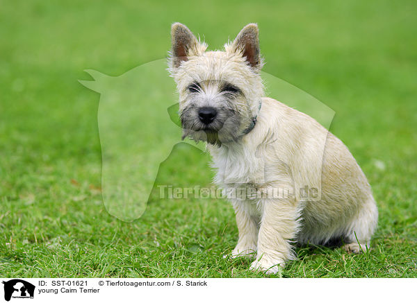 young Cairn Terrier / SST-01621