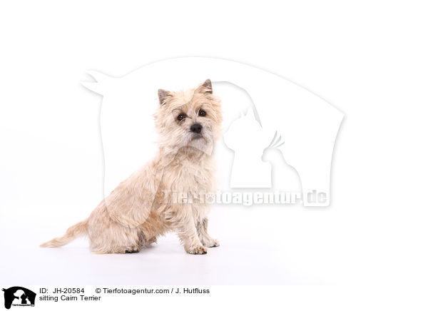 sitting Cairn Terrier / JH-20584