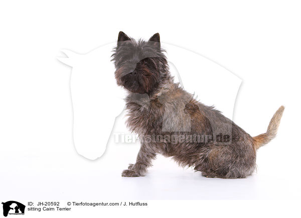 sitting Cairn Terrier / JH-20592