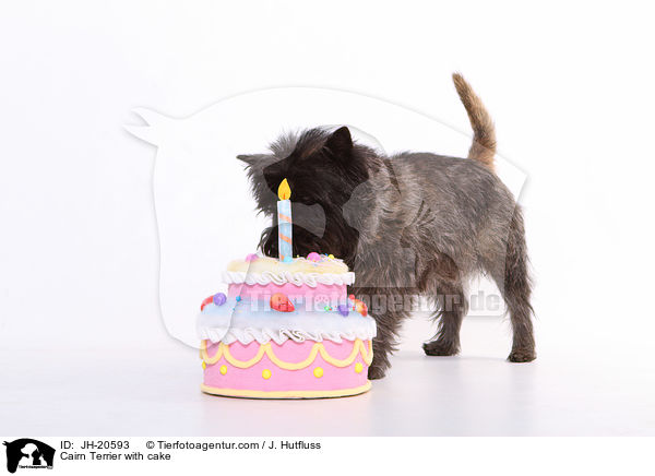 Cairn Terrier with cake / JH-20593