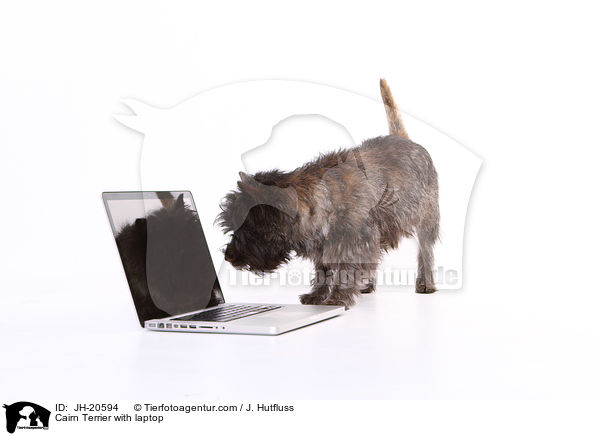 Cairn Terrier with laptop / JH-20594