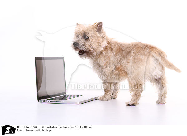 Cairn Terrier with laptop / JH-20596