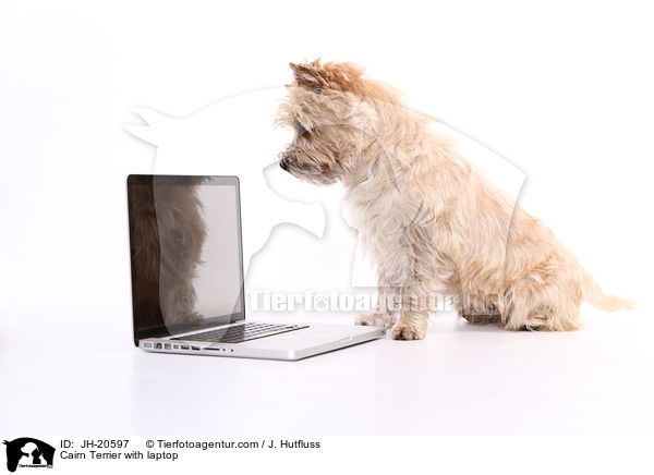 Cairn Terrier with laptop / JH-20597
