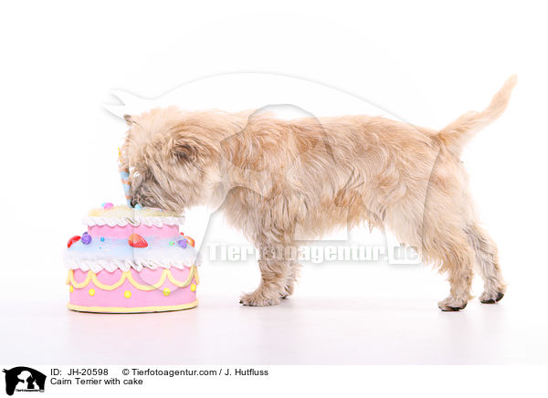 Cairn Terrier with cake / JH-20598
