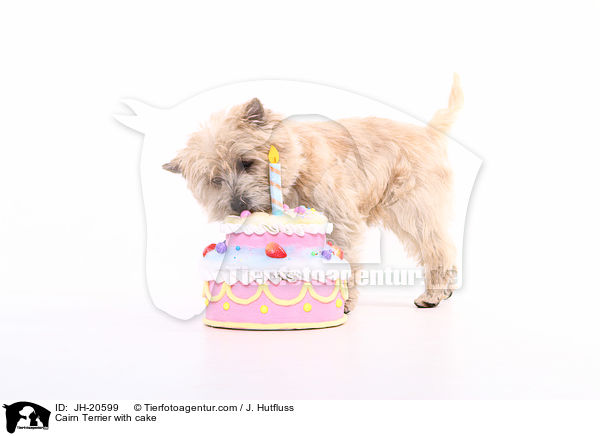 Cairn Terrier with cake / JH-20599