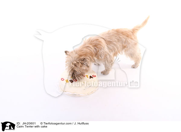 Cairn Terrier with cake / JH-20601