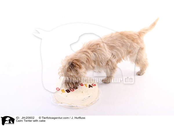 Cairn Terrier with cake / JH-20602